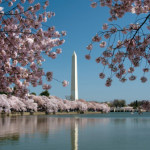 Washington Monument reflected in tidal basin