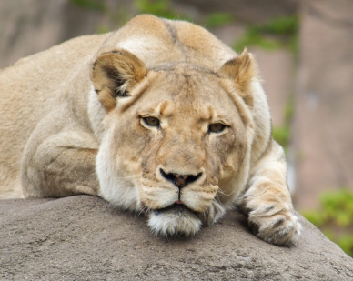 Lioness at Lincoln Park Zoo Chicago Illinois USA