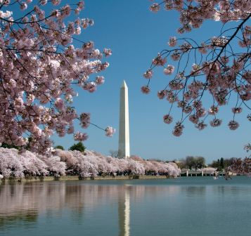 Washington Monument and Cherry Blossoms Washington DC USA