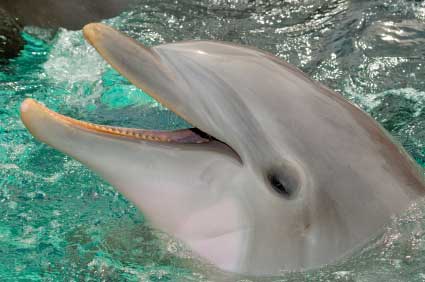 Dolphin Fish